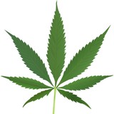Cannabis Resolution - Other in Moorhead