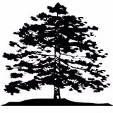 New London Corp - Accountants in Duluth