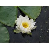 Green Lotus Yoga & Healing Center - Yoga in Saint Paul