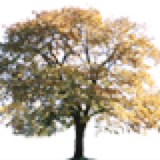 Green Scene LLC - Landscape Architects in Wayzata