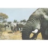 Kiboko Safaris - Travel Agents in Kansas City