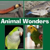 Animal Wonders LLC - Other in Holden
