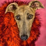 Mokan Greyhound Adoption - Adoption Services in Independence