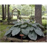 Homestead Farm Nurseries - Other in Owensville