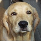 Country Acres Rescue - Pet Stores in Ballwin