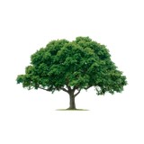 Tree Wizard - Tree Services in Columbia