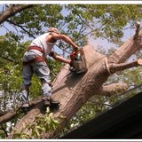 Bill McCabe Tree Service - Tree Services in Fenton
