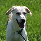 Pals of Lincoln County - Animal Shelters in Troy