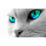 Joplin Humane Society - Other in Joplin