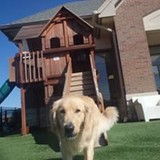 Pets & CO LLC - Pet Stores in Chesterfield