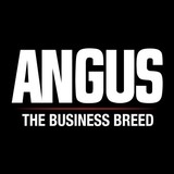 American Angus Assn - Other in Saint Joseph