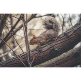Salvo's Pest & Termite Control - Pest Control in Saint Charles