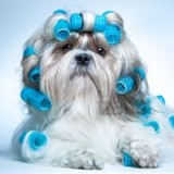 Wags To Whiskers Salon - Other in Republic