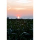 Lehenbauer Farms - Other in Hannibal