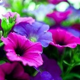 More Than Flowers - Florists in Jackson