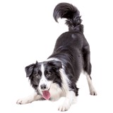 Bottletree Animal Hospital - Animal Hospitals in Oxford