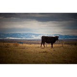 Montana Wagyu Cattle Co LLC - Other in Belgrade