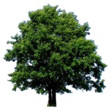 Classical Homeopathic Cnslng - Other in Stevensville