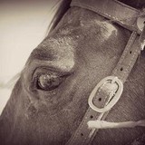 Big Sky Horse Leasing LLC - Other in Townsend