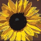 Budget Bouquet And More - Insurance in Bozeman