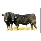 Angus Connelly Inc - Other in Valier