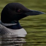 Margaret F Stampley Cpa - Accountants in Charlotte