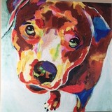 Spay Neuter Clinic - Veterinarians/Vets in Charlotte