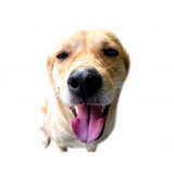 Barks Bones & Biscuits Bakery - Bakeries in Charlotte