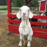 Hill Ridge Farms - Other in Youngsville