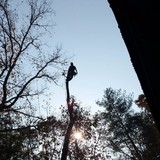Mendoza Tree Expert - Tree Services in Franklin