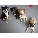 K 9 Playland - Child Care & Day Care in Charlotte
