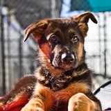 Animal House - Animal Boarding/Pet Boarding in Jacksonville