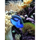 Fish Cave - Pet Stores in Jacksonville