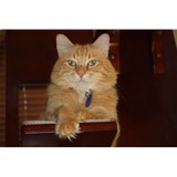 Beeson Kristin K DVM - Veterinarians/Vets in Greenville