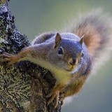 General Pest CO - Pest Control in Charlotte
