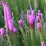 Middle Sound Landscaping LLC - Landscaping in Wilmington