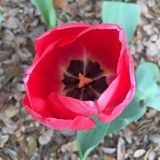 Airlie Gardens Fdn Inc - Landscape Architects in Wilmington