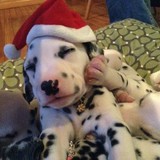 Pet Essentials - Pet Stores in Charlotte
