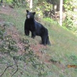 Mountain Vista Properties - Other in Black Mountain