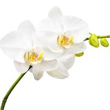 Charlotte Plantscapes Inc - Landscaping in Charlotte