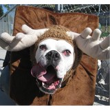 Suite Paws - Animal Boarding/Pet Boarding in Durham