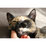 Tender Paws Petsitting - Pet Services in Huntersville