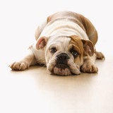 Cary Veterinary Hospital - Veterinarians/Vets in Cary