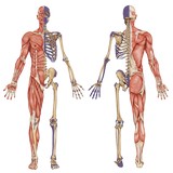 Chiropractic New Carolina - Chiropractors in Wilmington