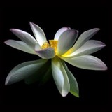 Lotus Bar & Eatery - Restaurants in Gastonia