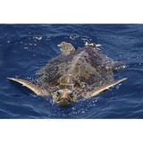 Carolina Ocean Studies - Other in Carolina Beach