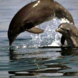 Nags Head Dolphin Watch - Other in Nags Head