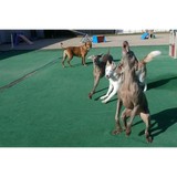 One Lucky Pup - Pet Sitting in Charlotte