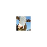 Holy Cow Branding, Inc - Marketing in Raleigh