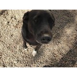 Paws At Play - Pet Services in Wake Forest